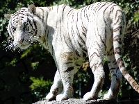 Tygrys, Biały, Skała