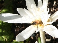 Zimowit, Biały, Pszczoła