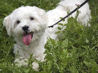 Bichon Frise, Zieleń