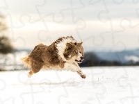 Bieg, Border collie, Śnieg