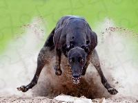 Bieg, Greyhound, Pies