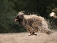 Owczarek belgijski malinois, Biegnący, Pies, Piasek