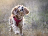 Szelki, Biegnący, Łąka, Pies, Cocker spaniel angielski, Rozmyta