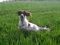 biegnący, Springer spaniel angielski