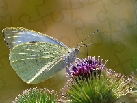 Bielinek Rzepnik, Motyl, Kwiat