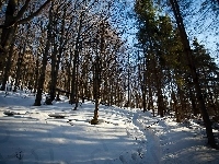 Las, Bieszczady, Cienie