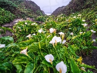 Kwiaty, Kalie, Region Big Sur, Kalifornia, Góry, Calla Lily Valley, Stany Zjednoczone, Dolina