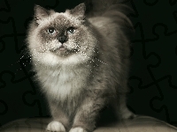 Birmanski, Kot, Szary