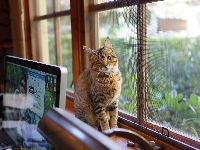 Biurko, Kotek, Okno, Laptop