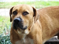 pysk, Bullmastiff