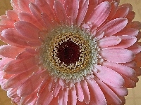 Bladoróżowa, Gerbera