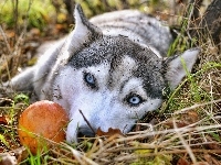 Oczy, Błękitne, Siberian Husky