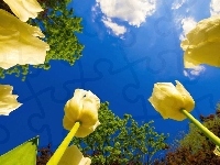 Błękitne, Żółte, Tulipany, Niebo