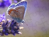 Motyl, Błękitny, Kwiat