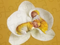 Bliźniaki, Anne Geddes, Dwa, Śpiace, Storczyk