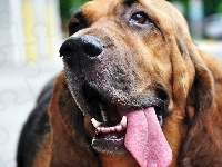 Głowa, Bloodhound, Język