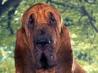 Zieleń, Bloodhound, Drzewo