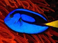 Ryba, Blue Tang