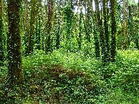 Bluszcz, Paproć, Las