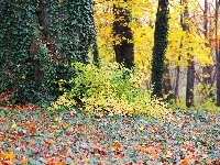 Bluszcz, Park, Jesienne, Liście, Drzewa