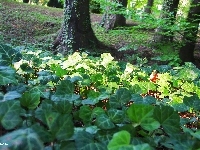 Porastający, Bluszcz, Park