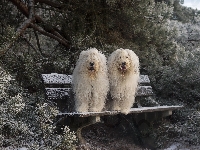 Iglaki, Owczarki staroangielskie Bobtail, Ławka, Śnieg