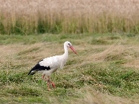 Pole, Bocian, Zboże