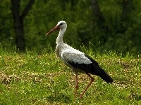 Bocian, Trawa