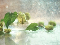 Bokeh, Roślina, Chmiel