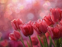 Bokeh, Tulipany, Czerwone