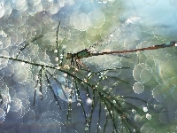 Bokeh, Ważka, Gałązka