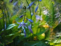 Kwiaty, Fioletowe, Dzwonki, Bokeh