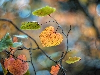 Bokeh, Gałązki, Liście, Jesień