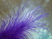 Bokeh, Fioletowe, Piórko, Makro