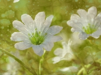 Rogownica, Białe, Kwiaty, Bokeh