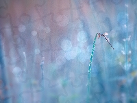 Bokeh, Łodyga, Ważka