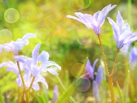 Zbliżenie, Jasnofioletowe, Śnieżniki, Bokeh