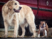 Bokser, Dwa, Psy, Golden Retriever