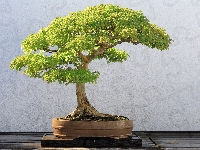 Bonsai, Drzewko, Zielone