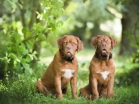 Dwa, Dog de Bordeaux, Psy, Zieleń, Las
