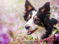 Border collie, Łaciaty, Kwiaty