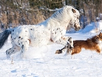 Border collie, Biegnący, Koń Appaloosa, Śnieg