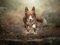 Border collie, Pies, Czekoladowo-biały, Bieg