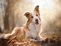 Border collie, Pies, Biszkoptowo-biały