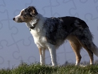 Border collie