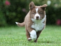 Collie, Border, Park