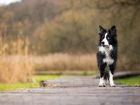 Border collie, Pies, Biało-czarny, Kładka