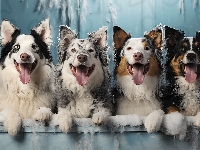 Zmarznięty, Psy, Cztery, Border collie, Śnieg, Jęzory