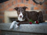 Border collie, Murek, Pies, Krótkowłosy, Kwiaty