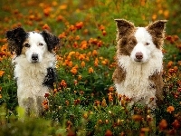 Border collie, Kwiaty, Psy, Kundelek, Łąka